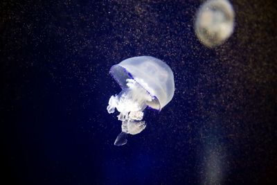 Close-up of jellyfish swimming in sea