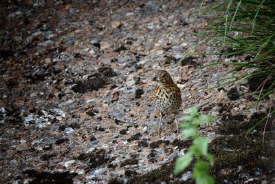 High angle view of bird perching on rock