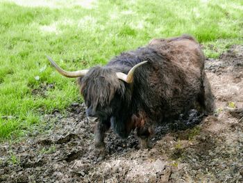 Highland cow in a field