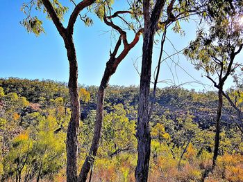 Low angle view of trees in forest against sky