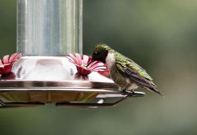 Close-up of bird perching on feeder