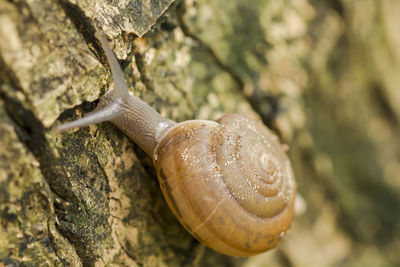 Close-up of snail on rock