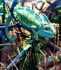 Close-up of lizard