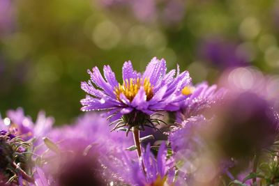 Close-up of purple flowering plant