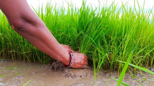 Low section of woman legs on grass