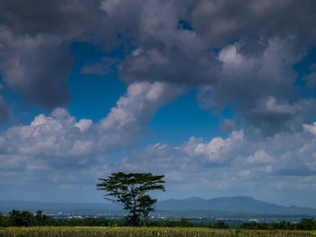 Trees on field against sky