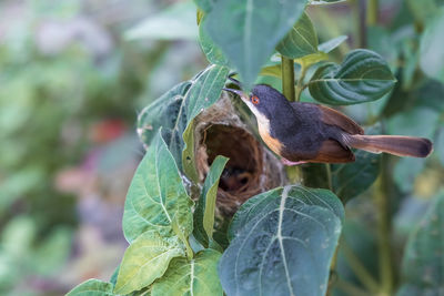 Close-up of bird perching on plant