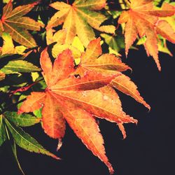 Close-up of leaves on tree