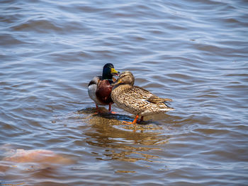 Duck swimming in lake