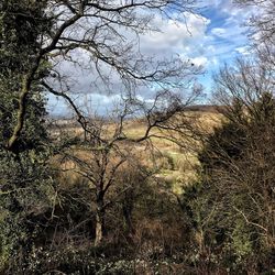 Low angle view of bare trees in forest
