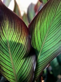 Close-up of green leaves