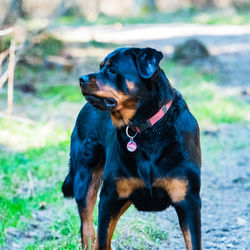 Dog looking away