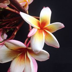 Close-up of flowers blooming against black background