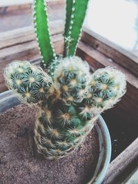 Close-up of succulent plant