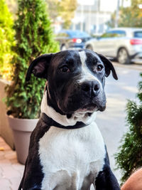 Close-up portrait of a dog