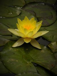 Close-up of lotus water lily in lake