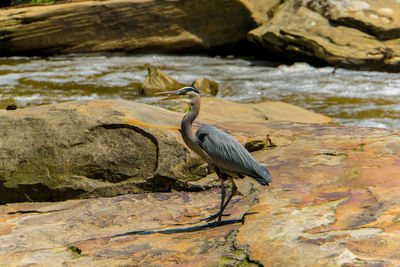 High angle view of gray heron perching on rock by lake