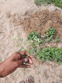 Close-up of hand holding plant