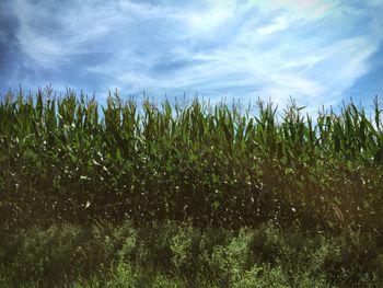 Scenic view of field against cloudy sky