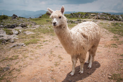 Portrait of alpaca on field