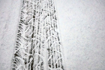 Snow covered pine trees in forest