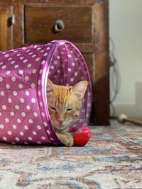 Portrait of cat relaxing at home