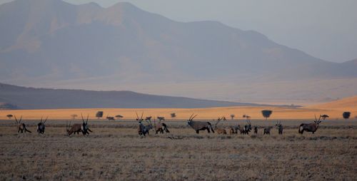 Gemsboks on field against mountains