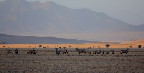 Horses on landscape against sky