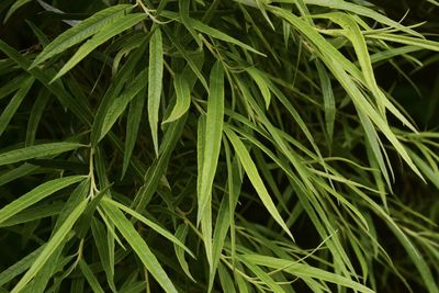 Full frame shot of fresh green plants