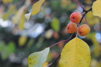 Close-up of fruits on tree