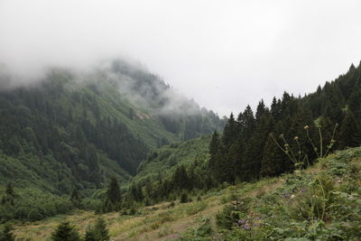 Pine trees in forest against sky