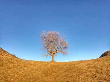 Tree on field against clear blue sky