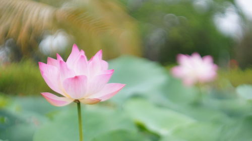 Close-up of pink lotus water lily in pond