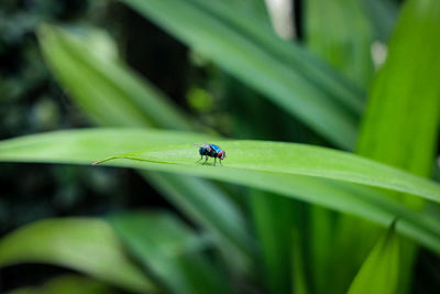 The little green flies