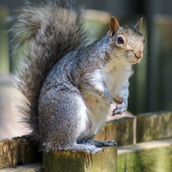 Close-up of squirrel on wooden post