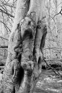 Close-up of statue on tree trunk