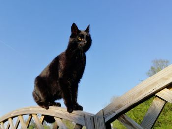 Low angle view of cat sitting against blue sky