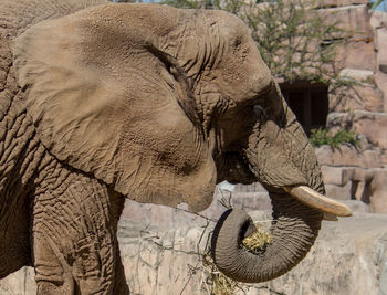 Side view of elephant in sunlight