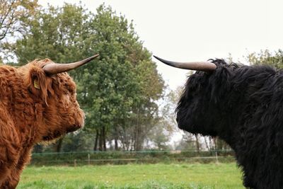 Close-up of cow on field against sky