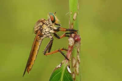 Close-up of insect on leaf