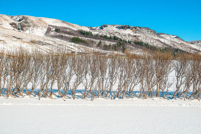 Scenic view of snowcapped mountains against clear blue sky