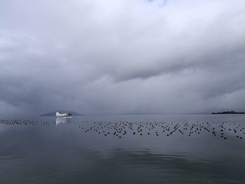 Birds flying over sea against sky