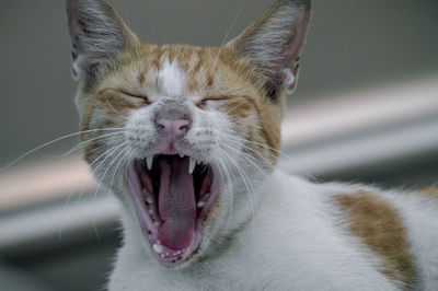 Close-up of cat yawning