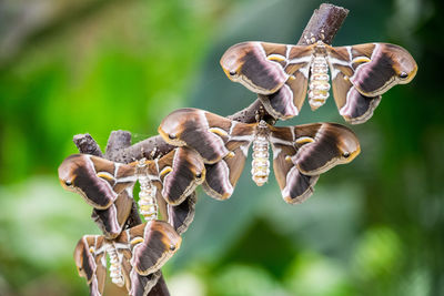 Close-up of hanging outdoors