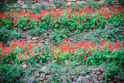 Full frame shot of flowering plants on field