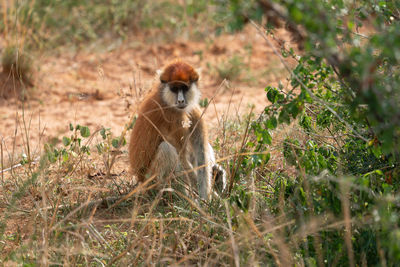 Wadi monkey, erythrocebus patas, national parks of uganda