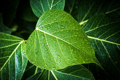 Close-up of plant leaves