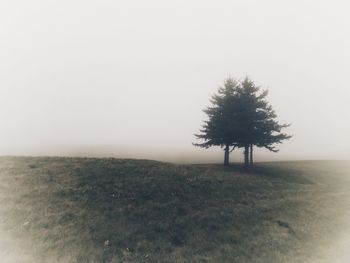 Tree on field against sky