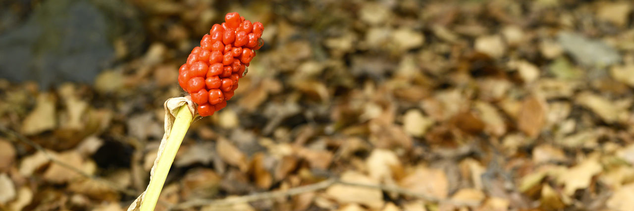 CLOSE-UP OF RED FLOWER GROWING ON FIELD