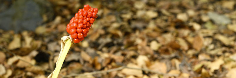 Close-up of red flower on field